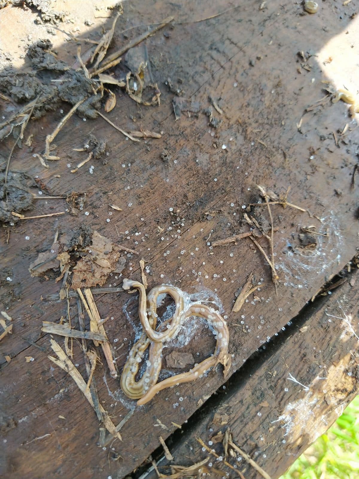 Sprinkling salt is the best way to deal with the invasive hammerhead worms (Image via Facebook/Deep Six Pest Control)